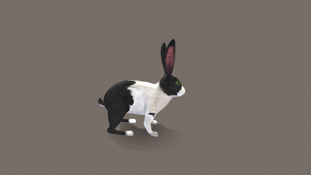 Rabbit