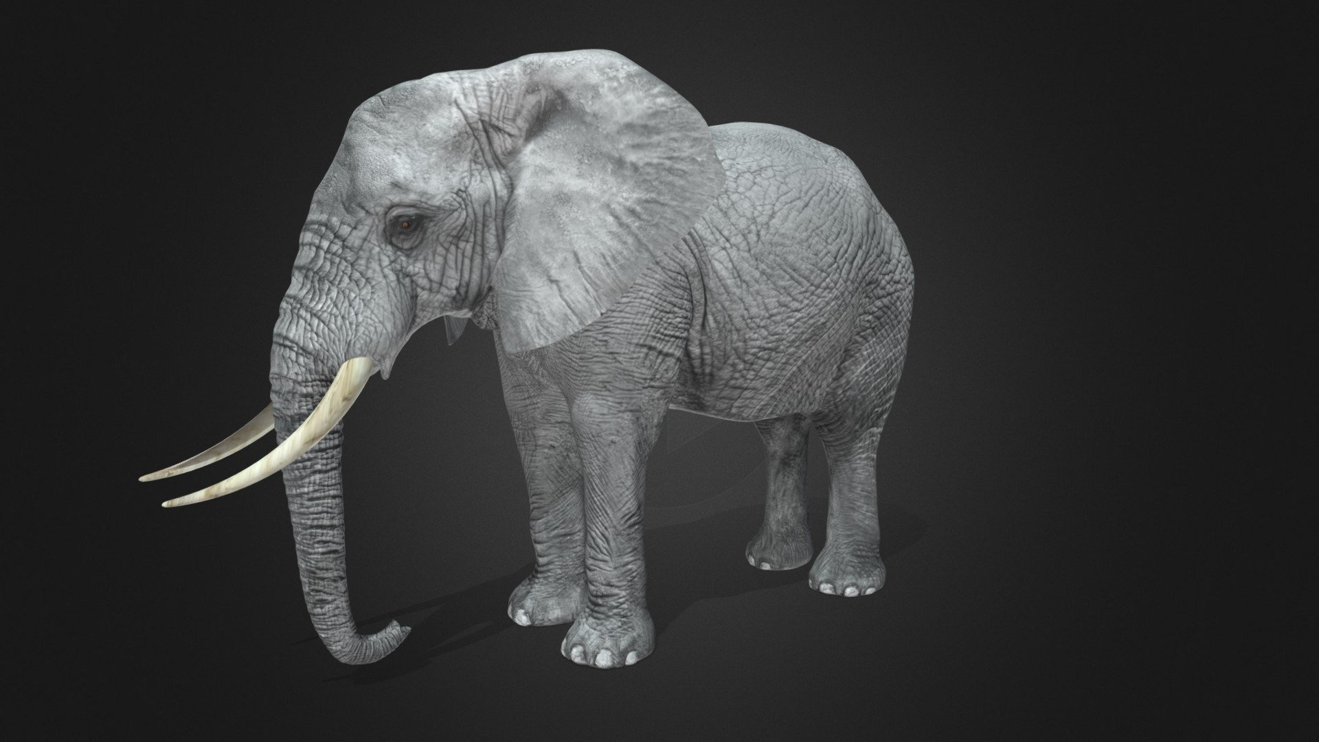 Elephant - Rigged - Animated model - Buy Royalty Free 3D model by ...