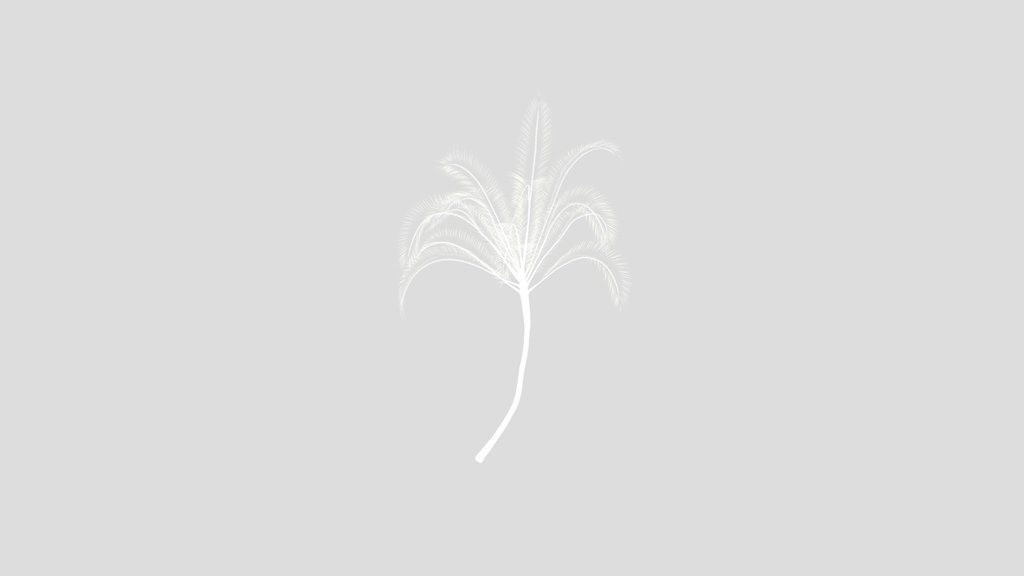 Palma Areca Catechu Medium