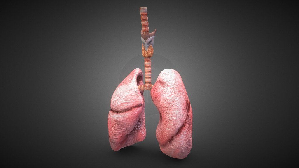 Realistic Human Lungs