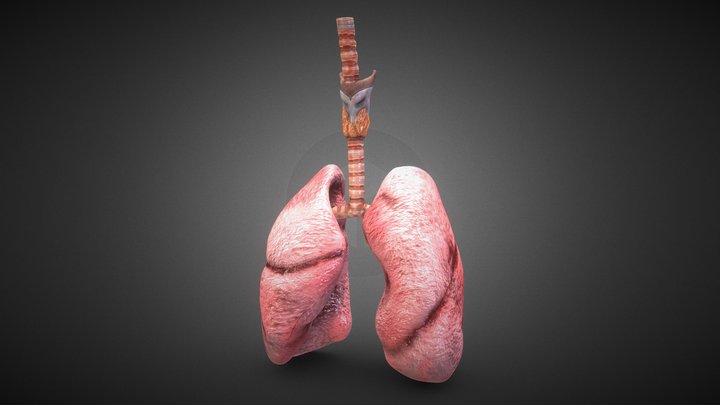 Realistic Human Lungs 3D Model