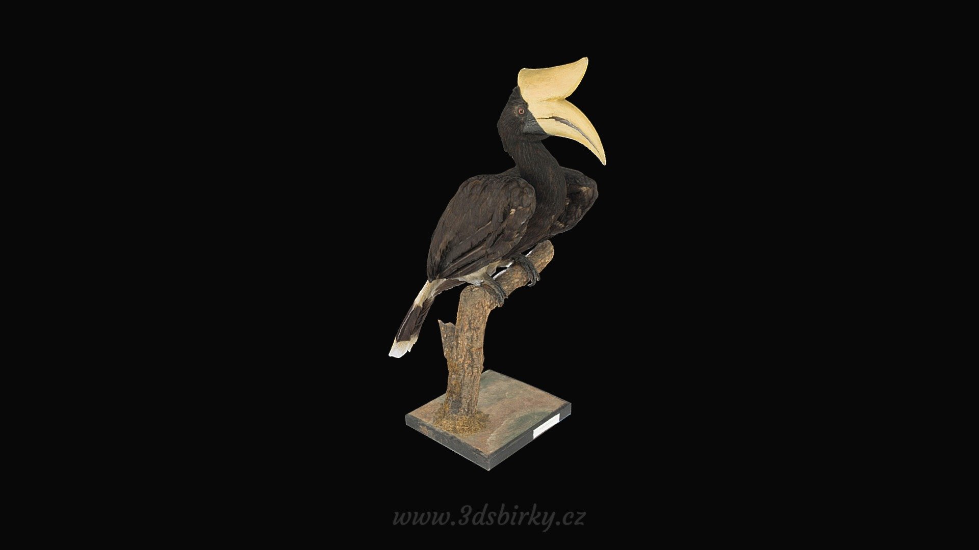 Dvojzoborožec velký — Sketchfab embed 3D viewer