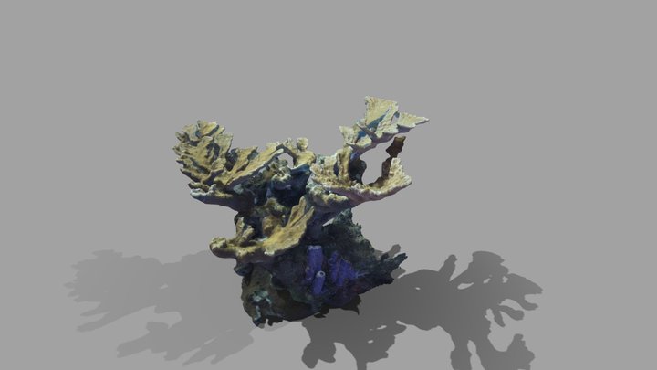 Elkhorn Coral / Acropora palmata 3D Model