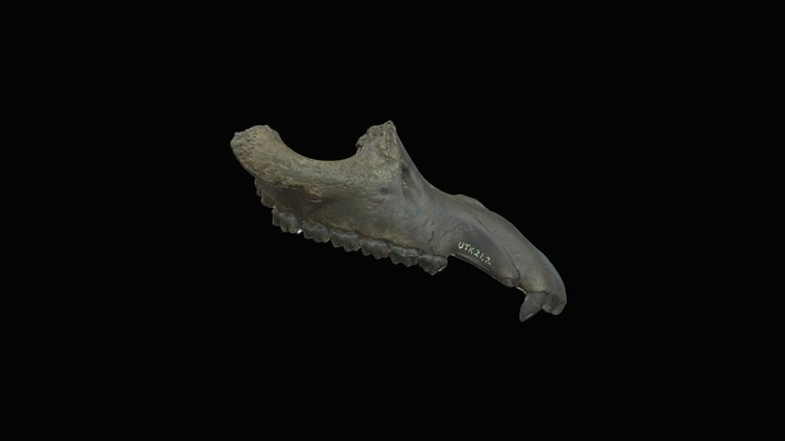 Dwarf Tapir maxilla. Gray Fossil Site, TN. 3D Model