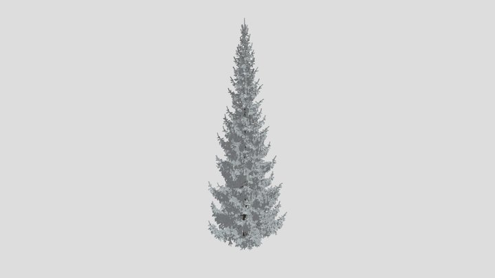 Norway Spruce Picea Abies 13m