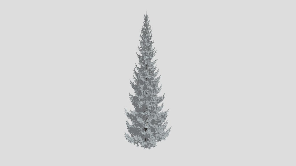 Norway Spruce Picea Abies 13m