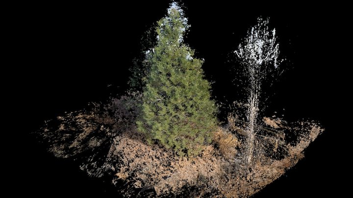 Philip Tree Tie-high Dense-ultra 3D Model