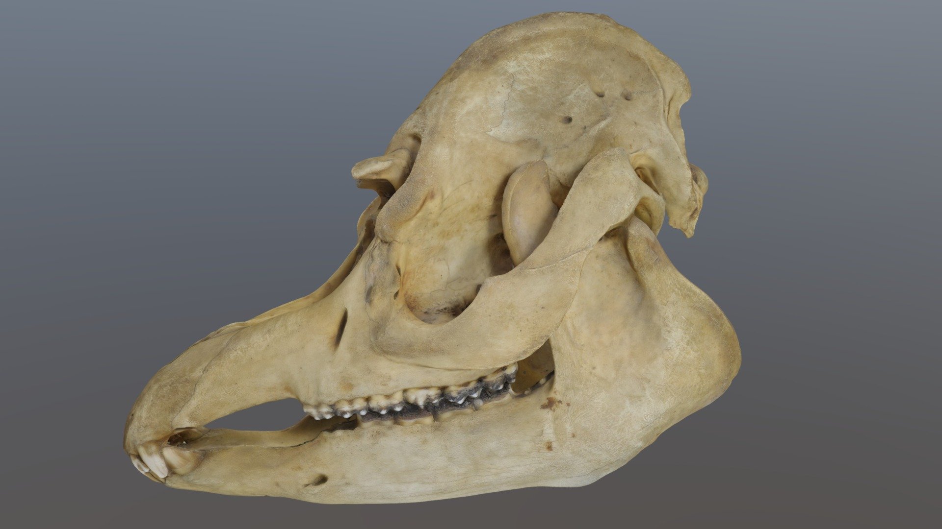 Cráneo de Tapir