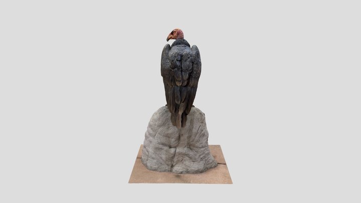 California Condor 3D Model