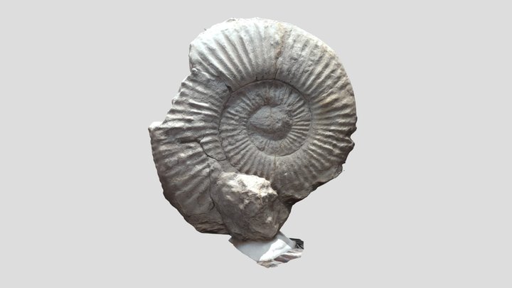 ammonite7 3D Model
