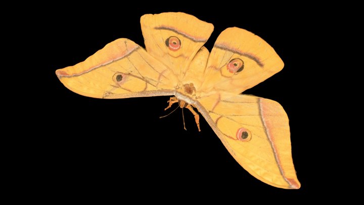 CC0 ヤママユ 🦋 Oak Silkmoth, Antheraea yamamai