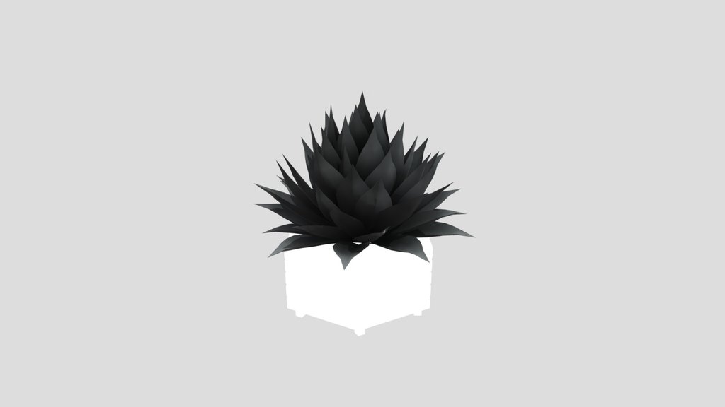 Plant Agave Potted