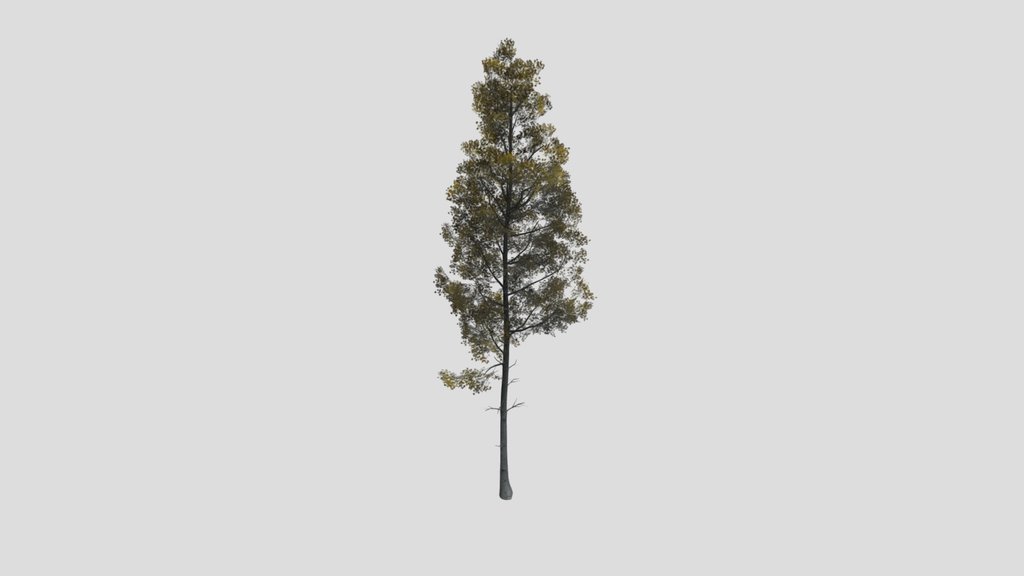 Tree Quakingaspen B1