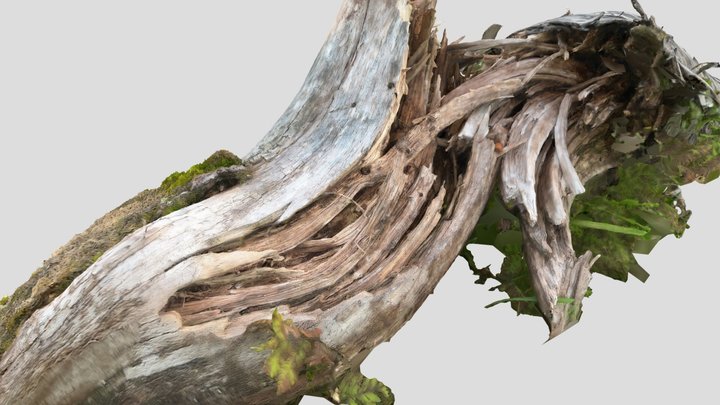 Fallen Birch 3D Model