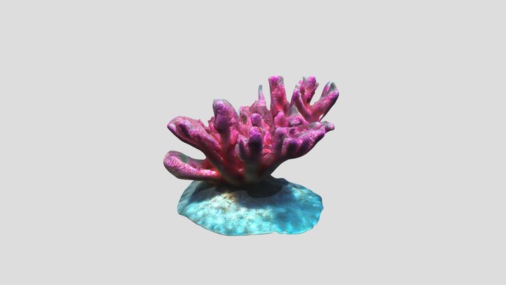 D81a6029a958_a_water_pink_coral 3D Model