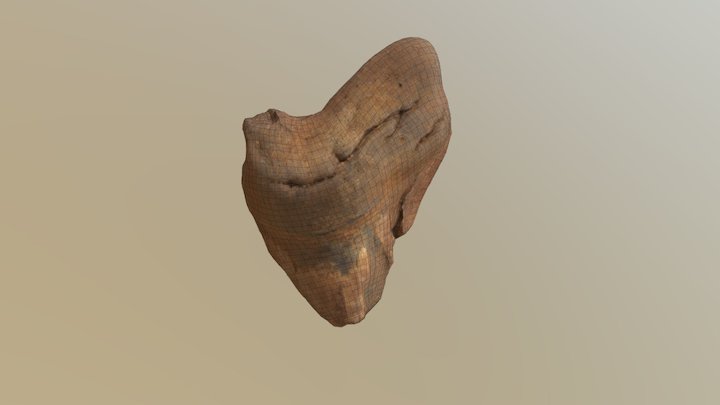 3D scanned Megalodon Tooth 3D Model