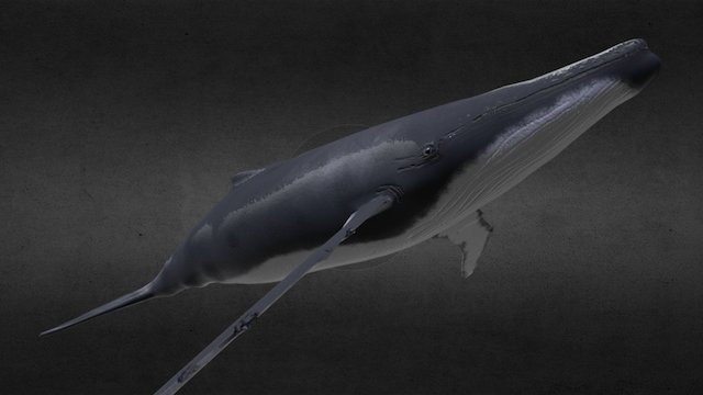 Humpback Whale 3D Model