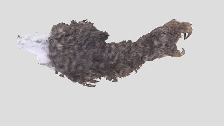 EAW 1852, Strix nebulosa, Right Foot – Free 3D Model STL