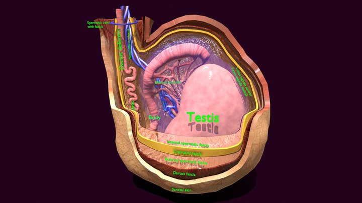 Testis With All Covering Layers labelled detail 3D Model