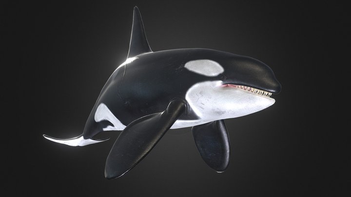 Orca - Swim Cycle 3D Model