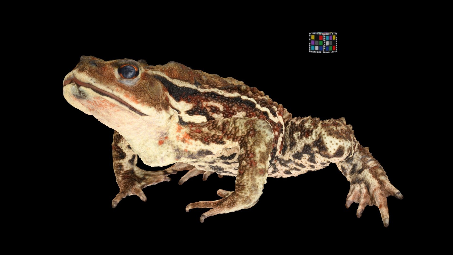 アズマヒキガエル ♀ Japanese Eastern Toad, B. J. Formosus - Download Free 3D ...