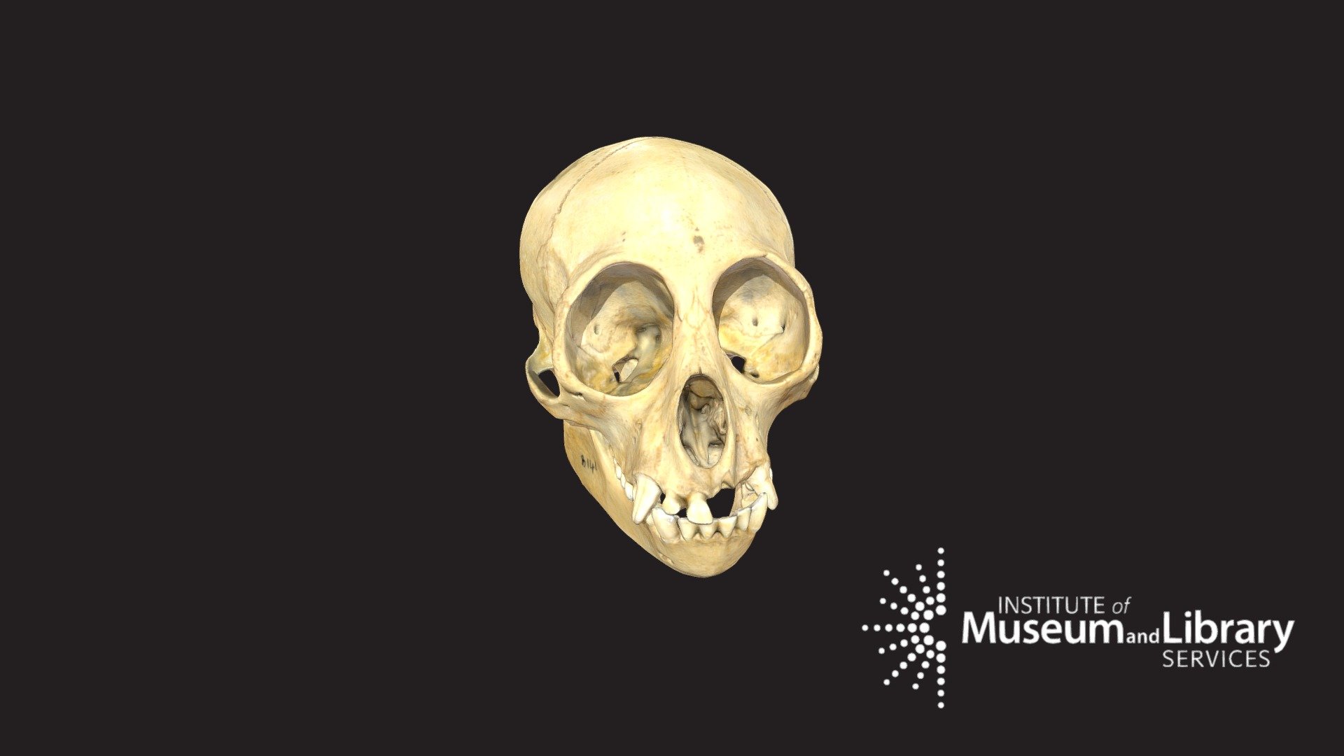 HTB 0141, Whitebellied Spider Monkey Skull 3D model by Cleveland