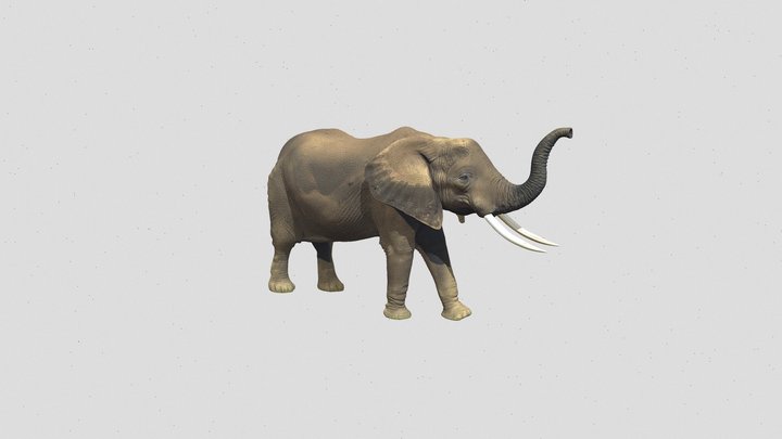 elephant 3d model