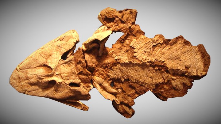Tiktaalik roseae Fossil – Kostenloses 3D-Modell STL