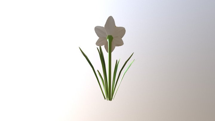 Daffodil 3D Model