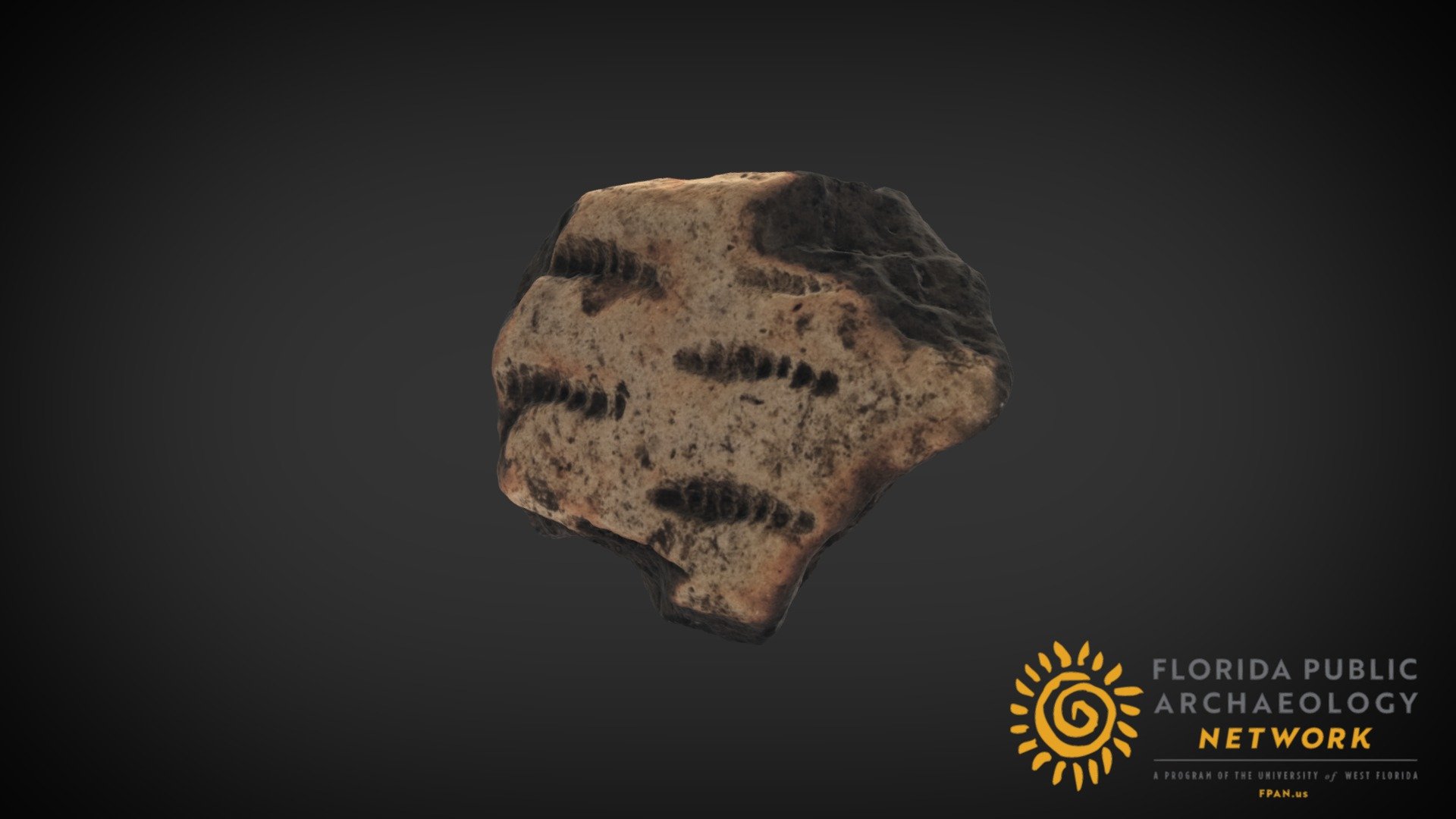 St Johns Shell Punctated Sherd