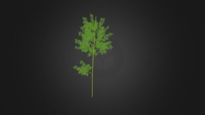 Bamboo 3D Model
