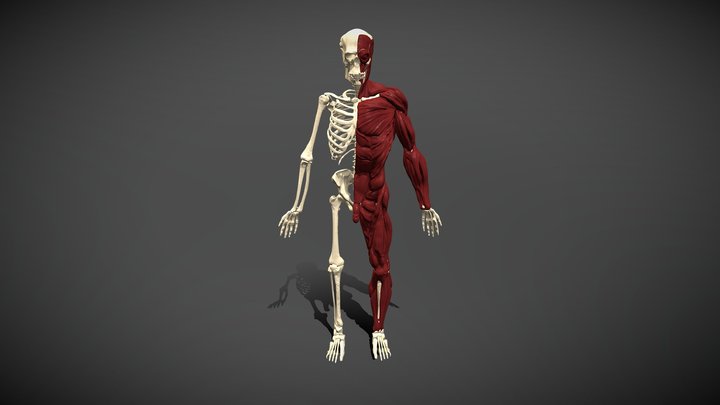 Anatomy Model 3D Model
