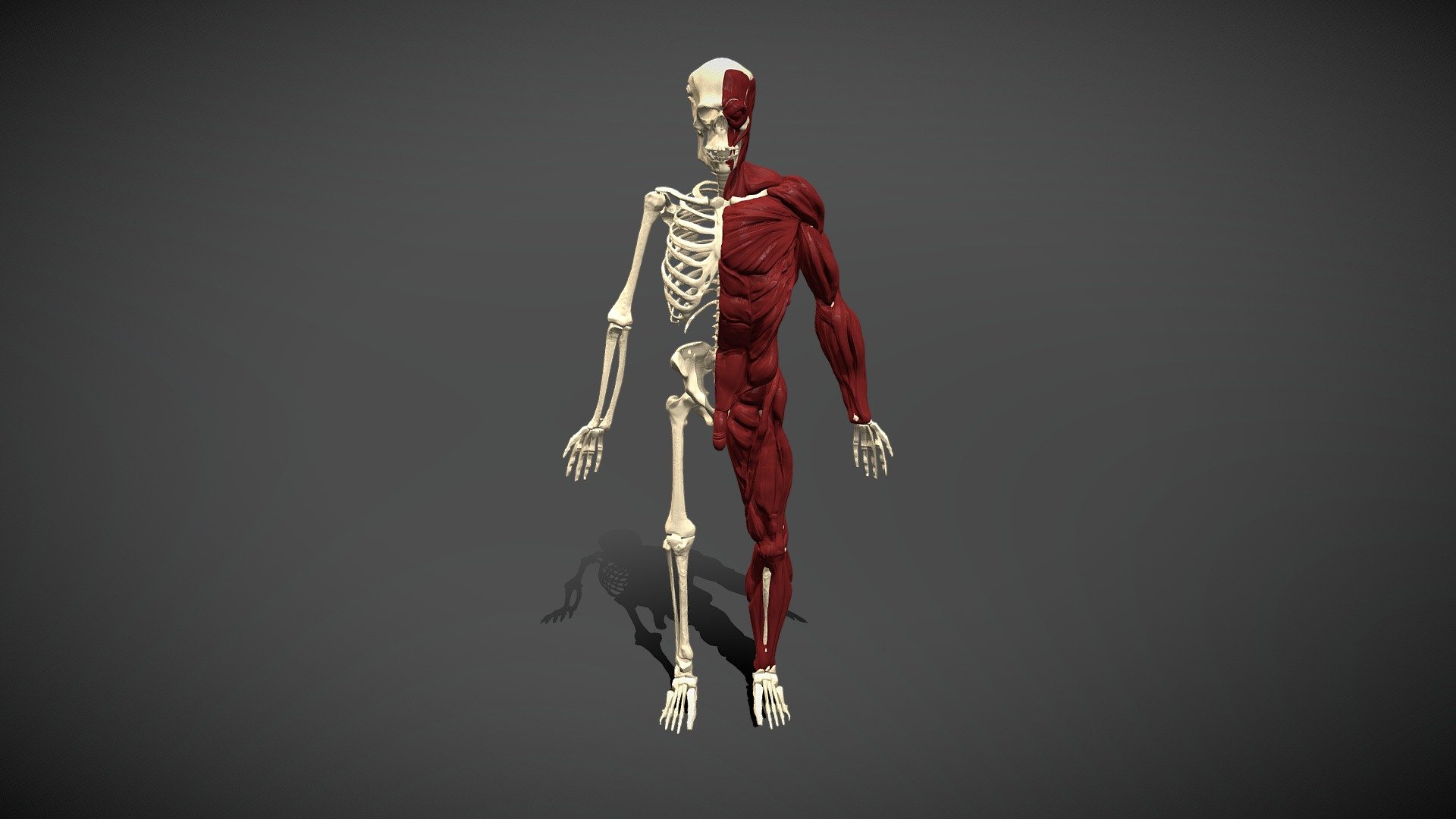 Anatomy Model - 3D model by aktash_singh [ce39f59] - Sketchfab