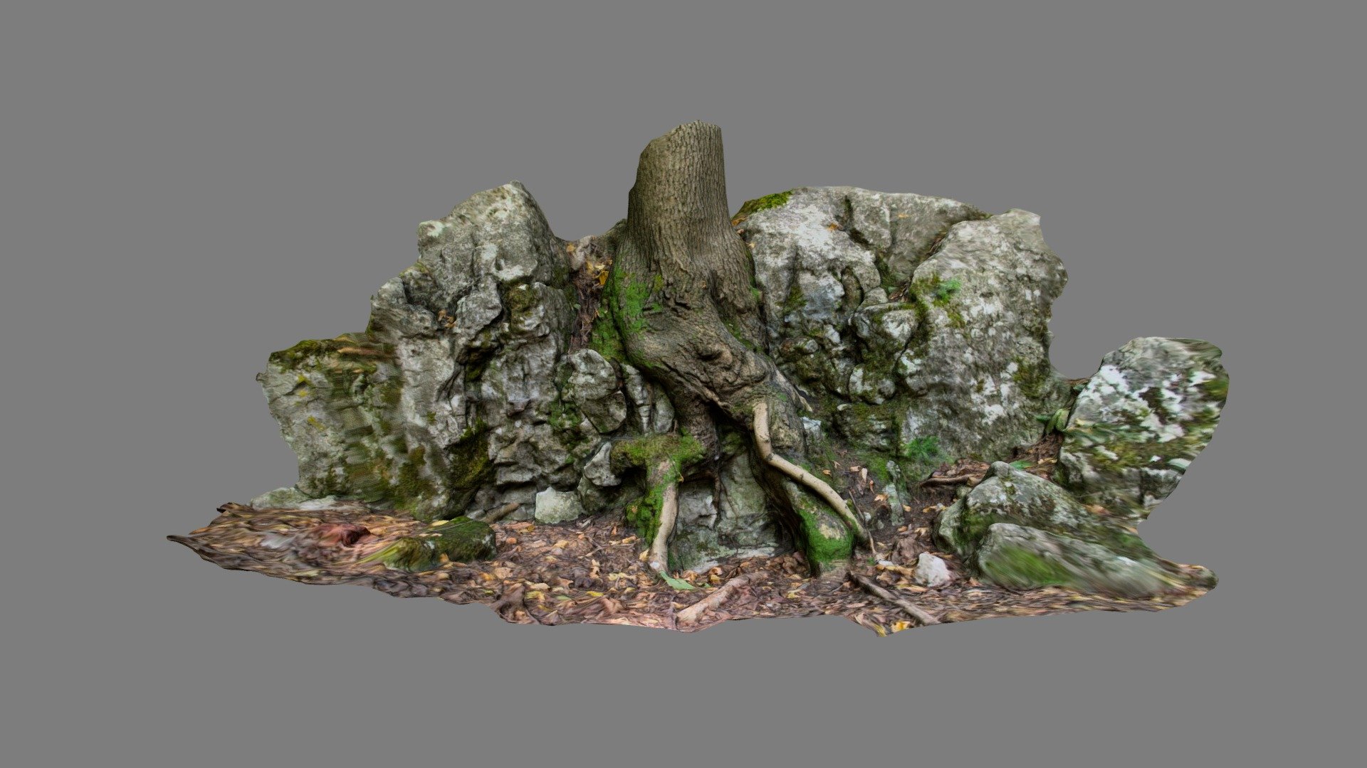 photoscan tree roots