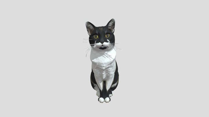 Curious Cat on a Couch 3D Model