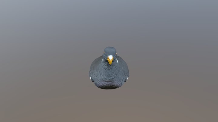 Pigeon