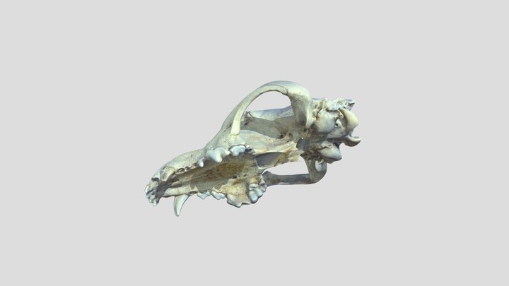German Shepherd Cranial Maxilla 3D Model