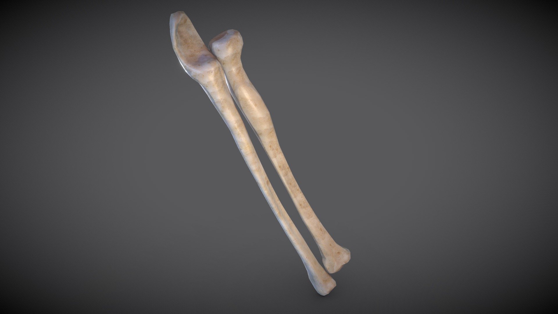 Radius and ulna - Buy Royalty Free 3D model by Ebers [ce41564 ...