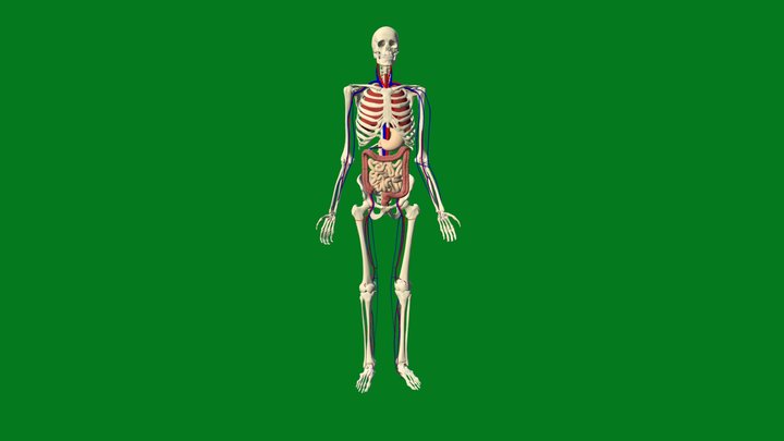 Esqueleto Y Sistemas Circulatorio, Digestivo 3D Model