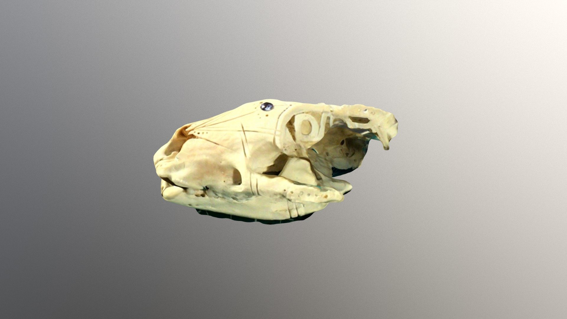 Skull 2