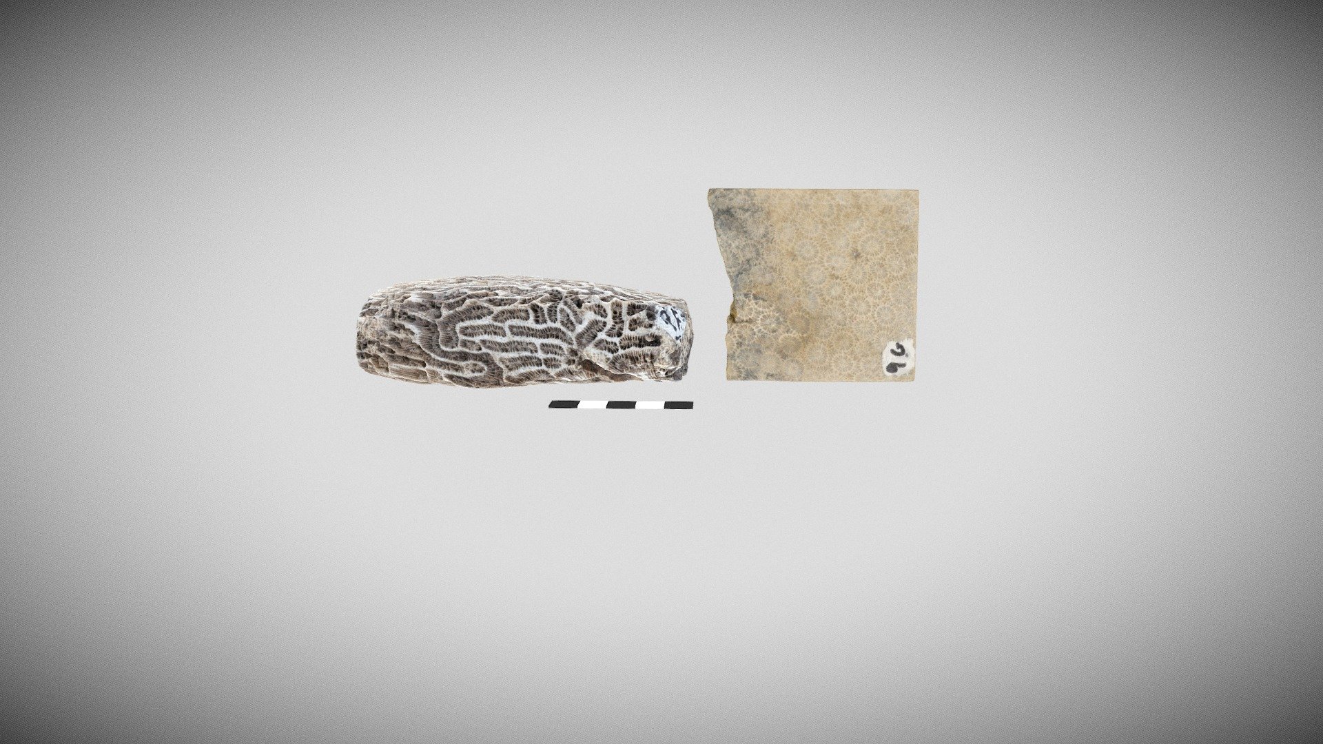 fossilised scleractinian corals