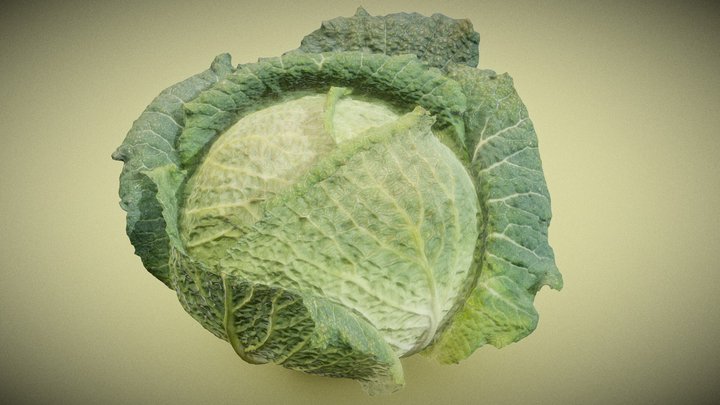 Savoye Cabbage 3D Model