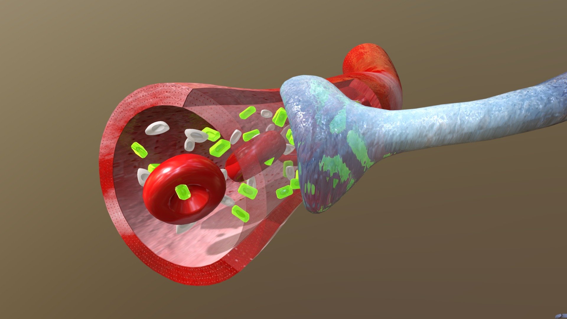 BloodBrain Barrier 3D model by Yode (yodegroup) [ce4a8bc] Sketchfab