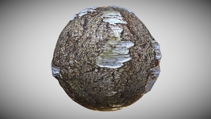 Seamless Cracked Birch Bark Tree PBR Texture 3D Model