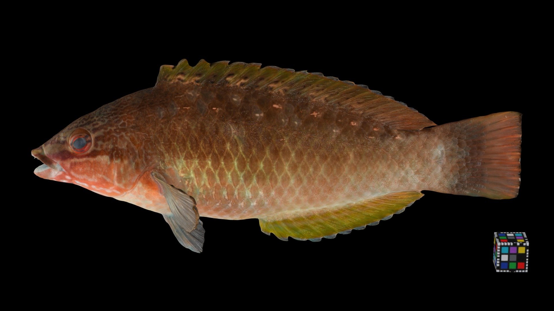 CC0 \u30db\u30b7\u30b5\u30b5\u30ce\u30cf\u30d9\u30e9 \ud83d\udc1f \u2640 Bambooleaf Wrasse, P. sieboldi - Download Free 3D ...
