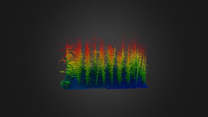 Douglas-fir 3D Model