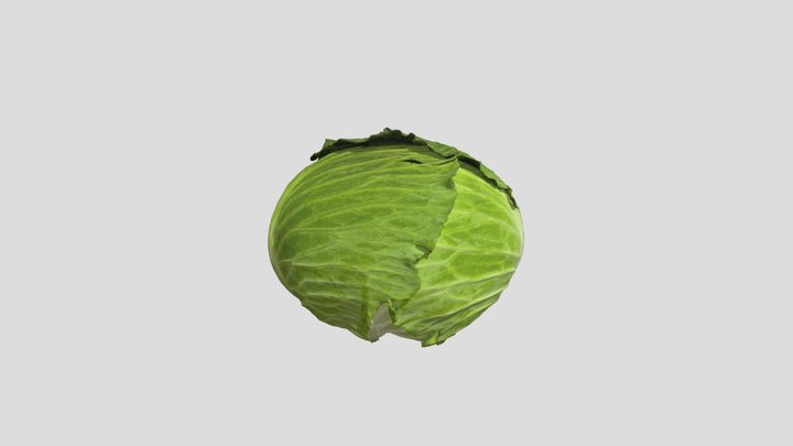 African Cabbage 3D Model