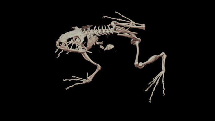 シュレーゲルアオガエル 🐸 CT scan 🦴 ♀, R. schlegelii