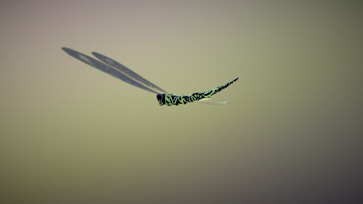 Dragonfly 3D Model