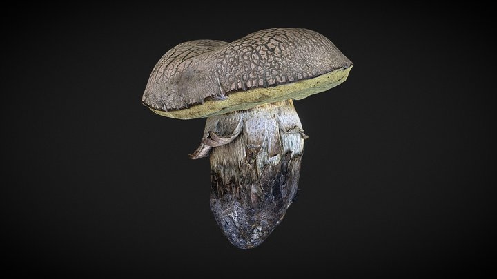 mushroom 15 3D Model
